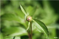 368a725a-IMG_7069 božur.jpg